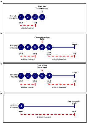 Assessment of antibiotic treatment on Anopheles darlingi survival and susceptibility to Plasmodium vivax